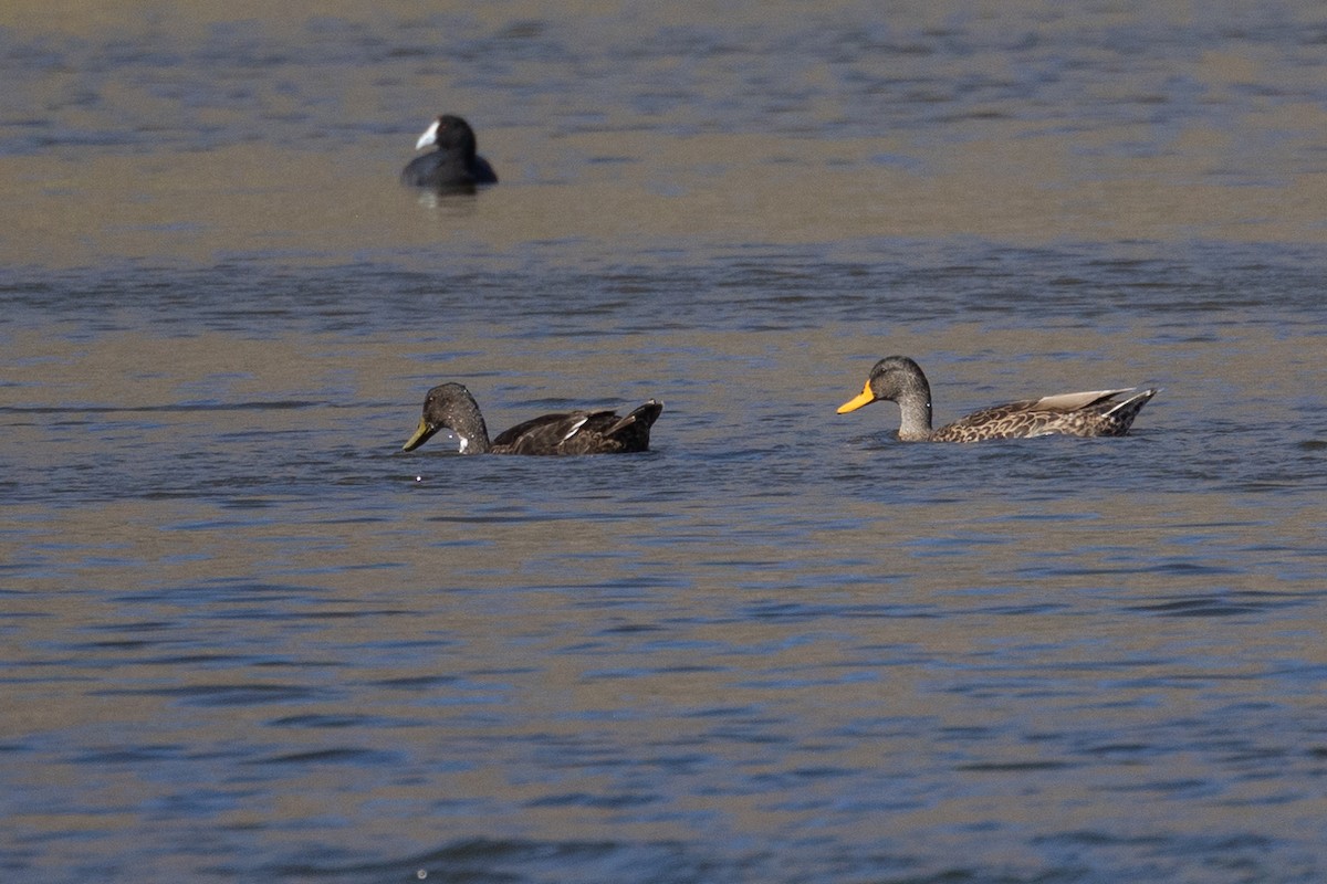 Yellow-billed Duck x Mallard (hybrid) - ML646602108