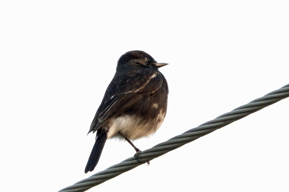 Pied Bushchat - ML646602112