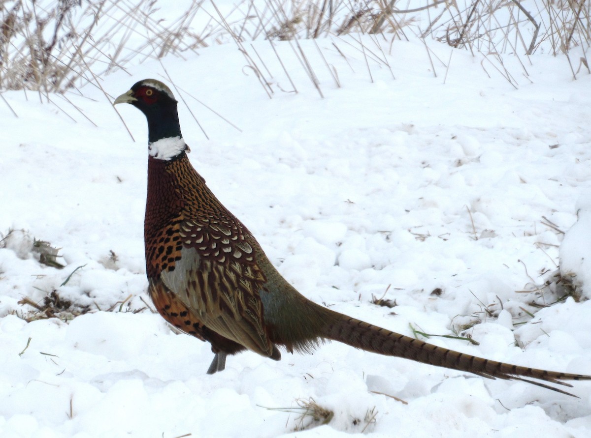 Фазан - ML646602115