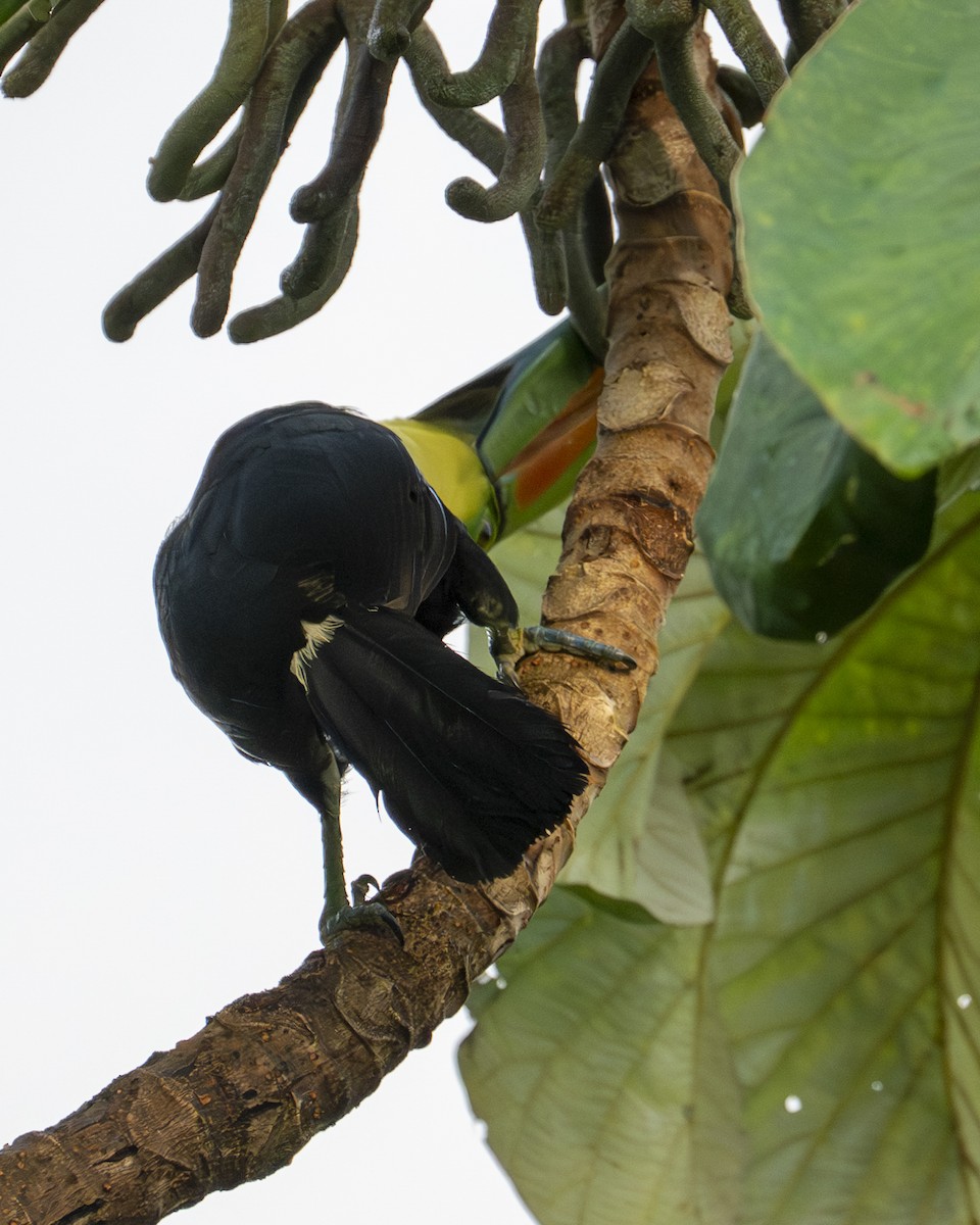 tukan středoamerický - ML646602117