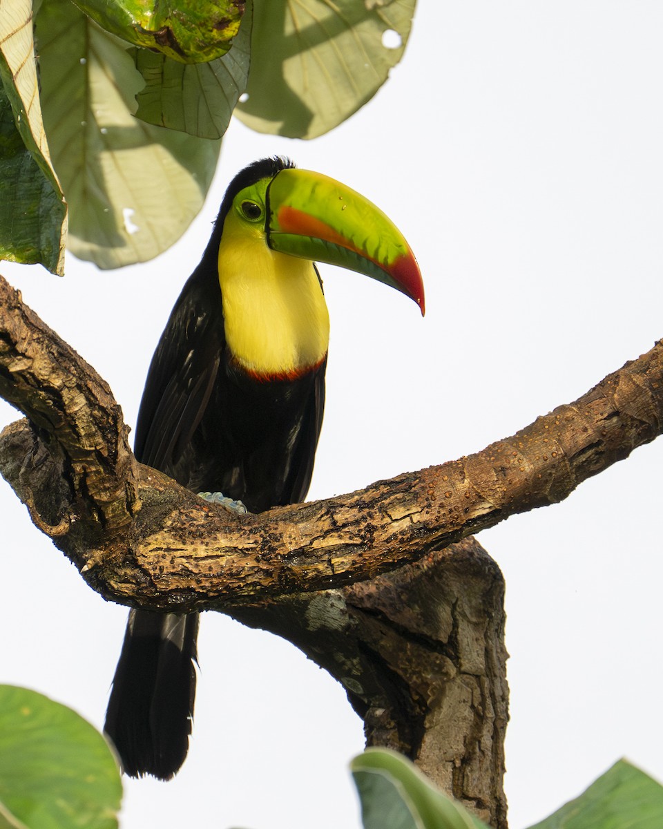 tukan středoamerický - ML646602118