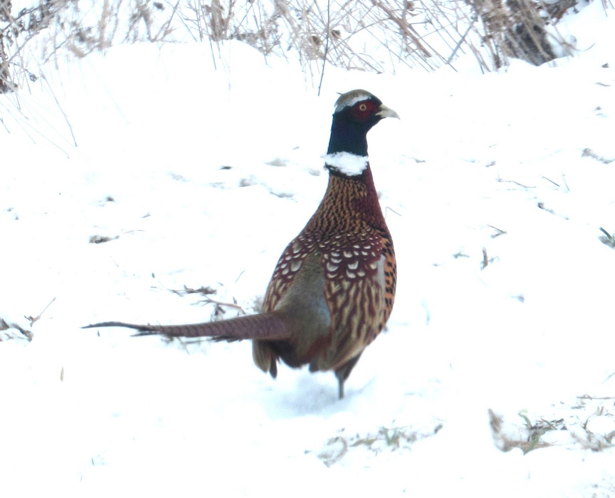 Фазан - ML646602121