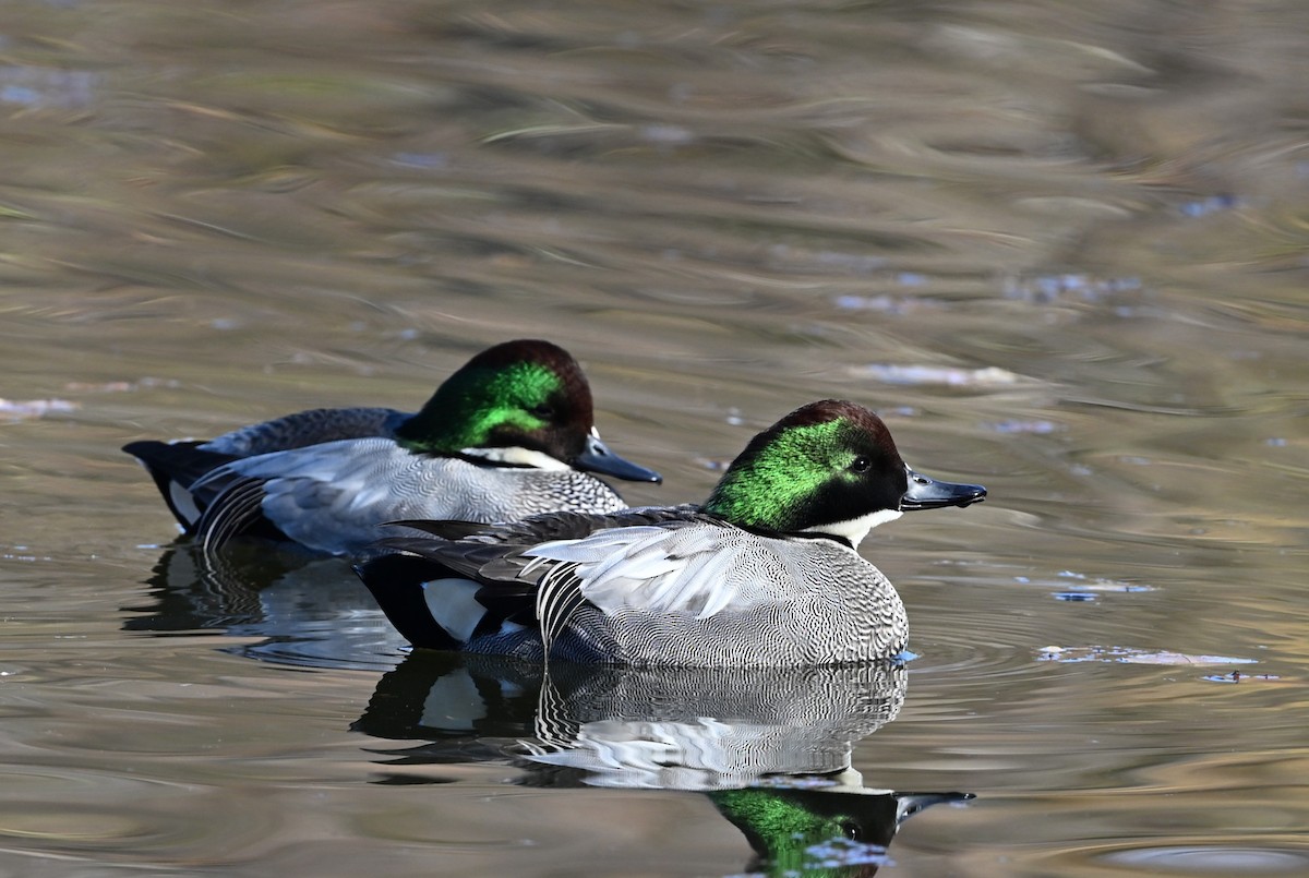 Falcated Duck - ML646602123