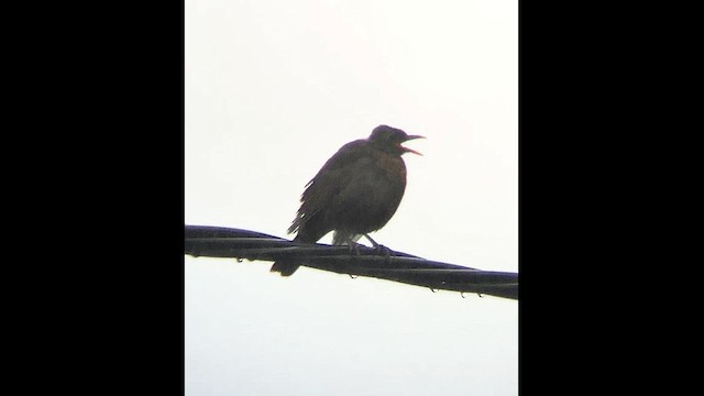 Eurasian Blackbird - ML646602135