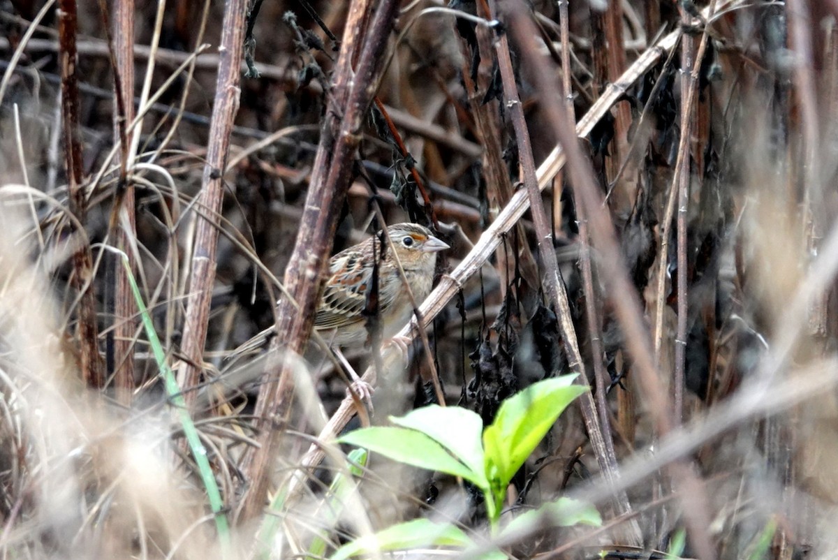 Grasshopper Sparrow - ML646602136