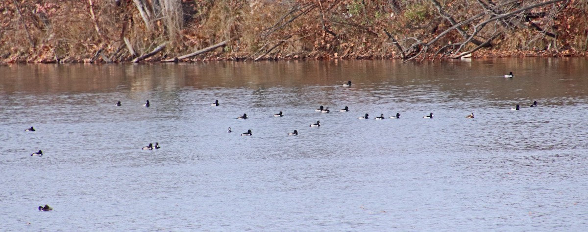 Кольчатая чернеть - ML646602137