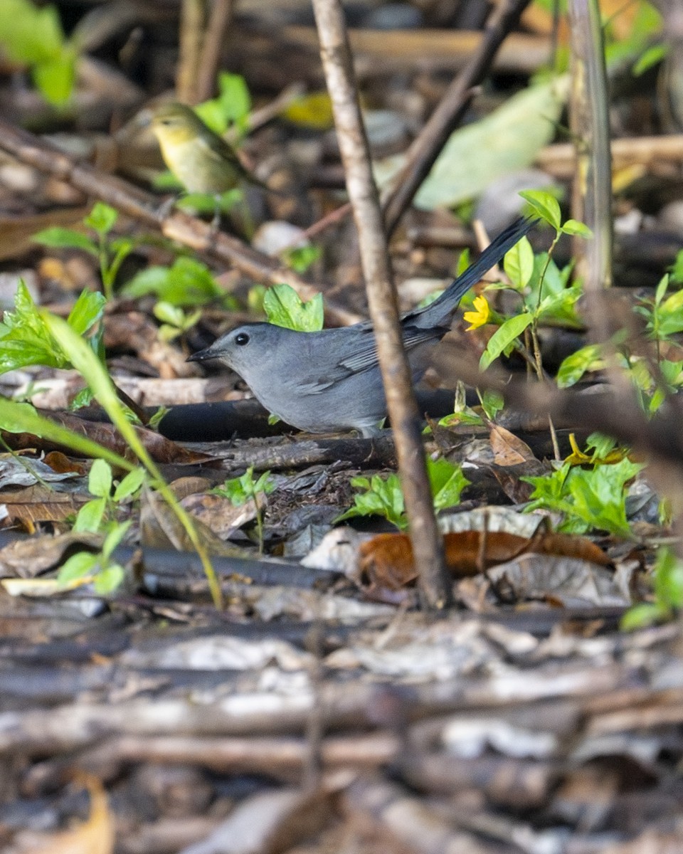 Пересмішник сірий - ML646602139