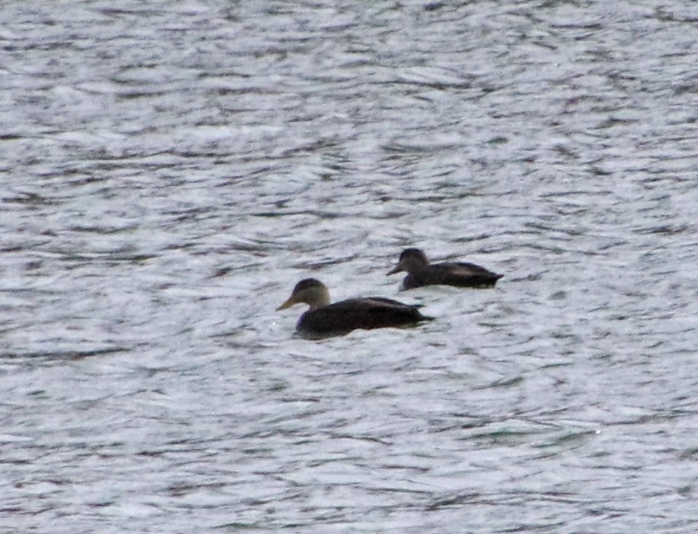 Американская кряква - ML646602140