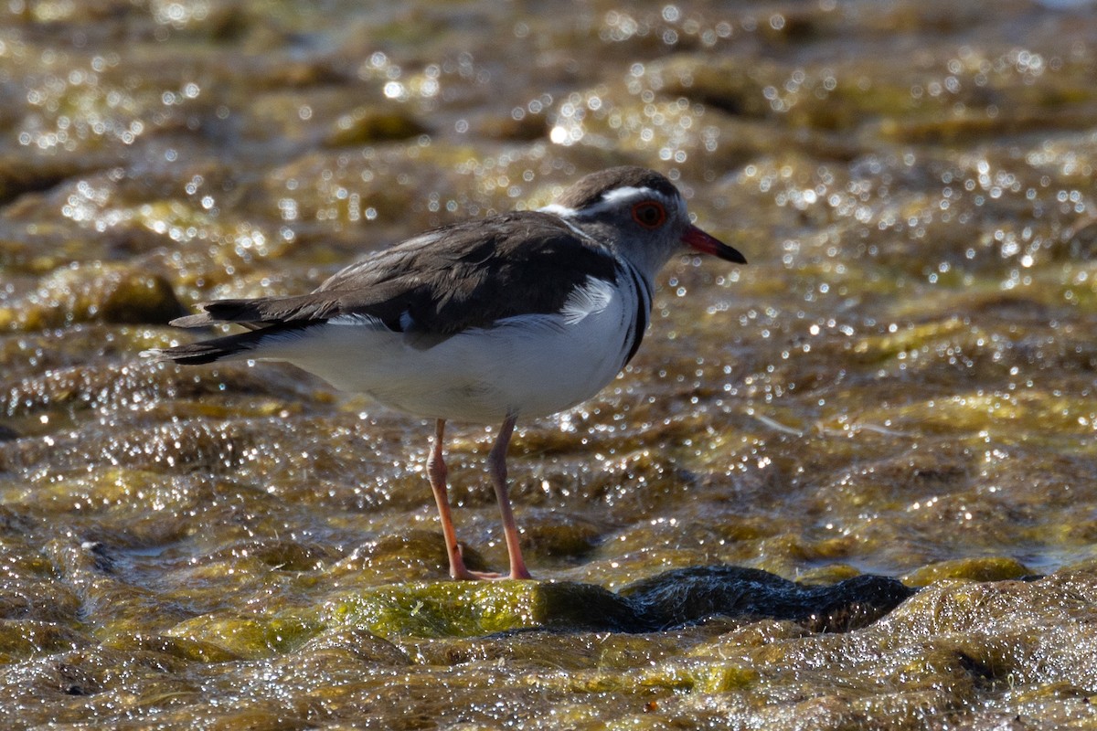 Three-banded Plover (African) - ML646602141