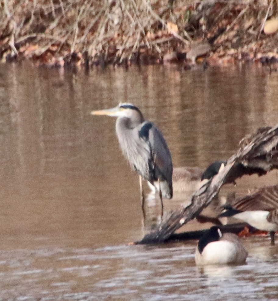 Большая голубая цапля - ML646602146