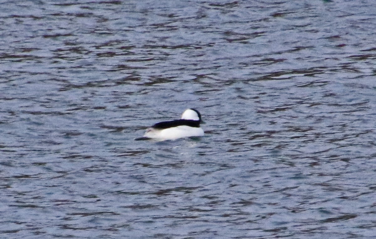 Гоголь-головастик - ML646602148