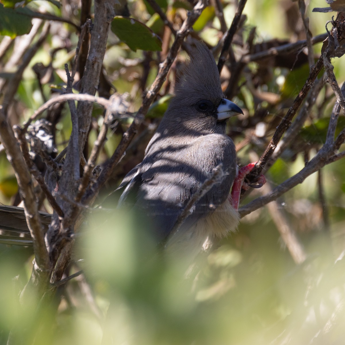 White-backed Mousebird - ML646602152