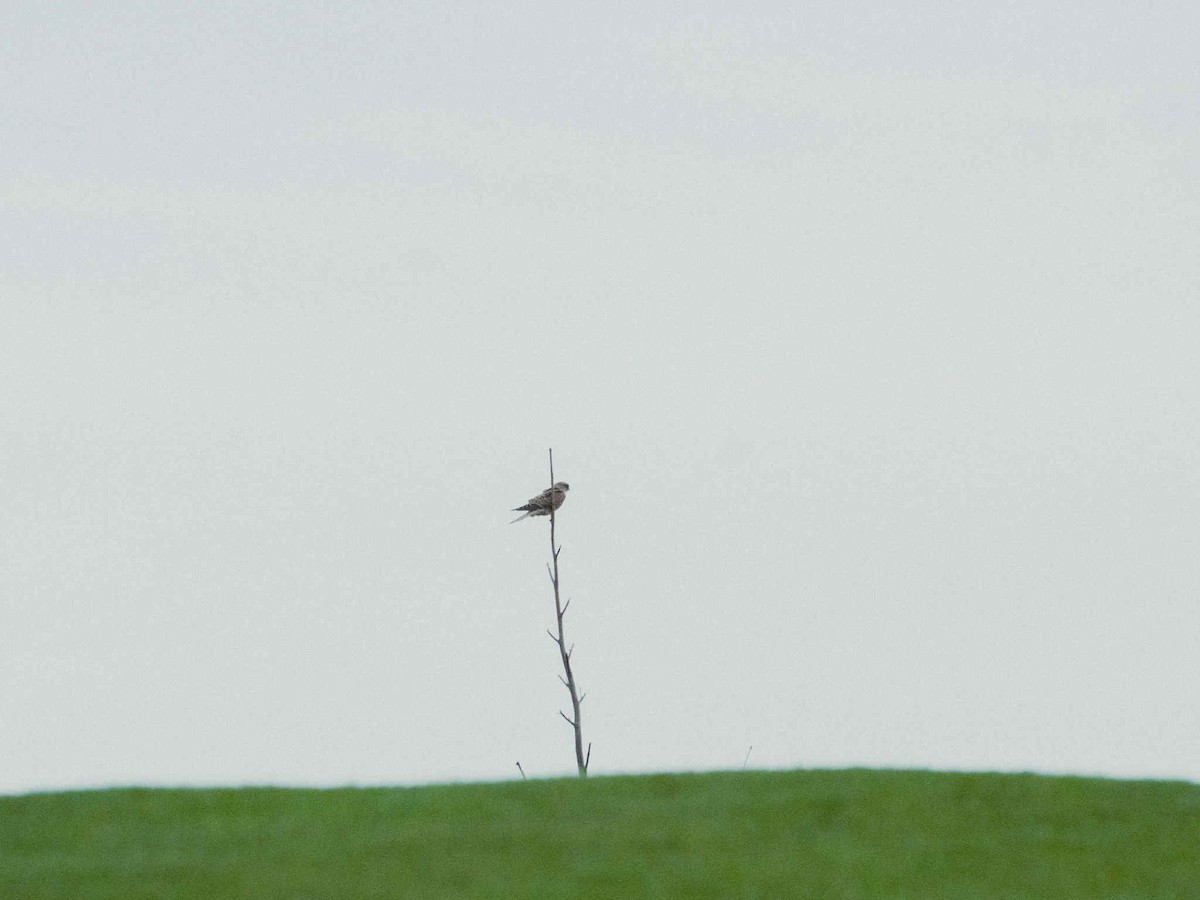 Eurasian Kestrel - ML646602153