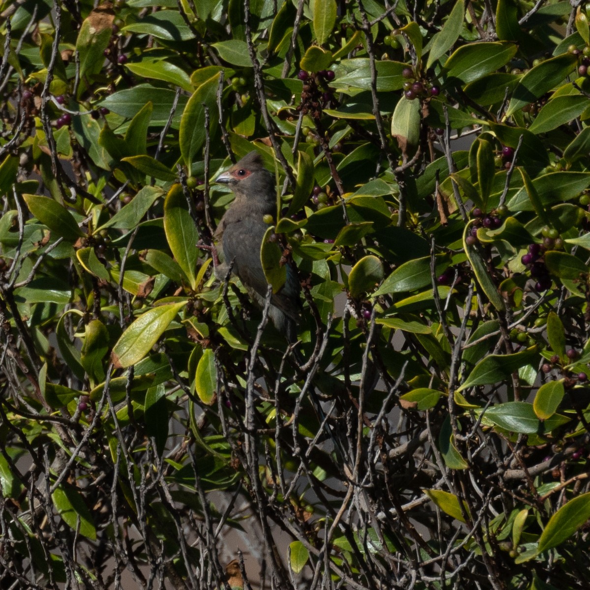 Red-faced Mousebird - ML646602155
