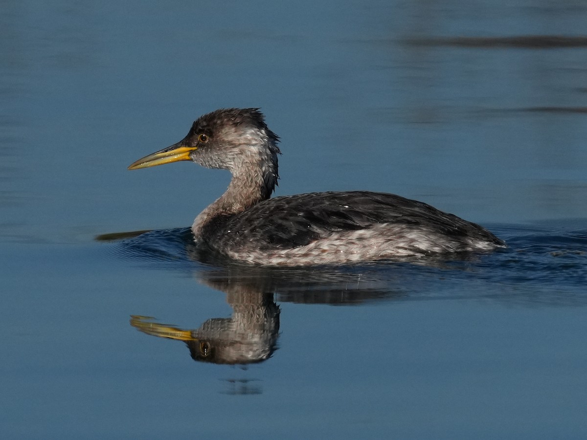 Red-necked Grebe - ML646602156