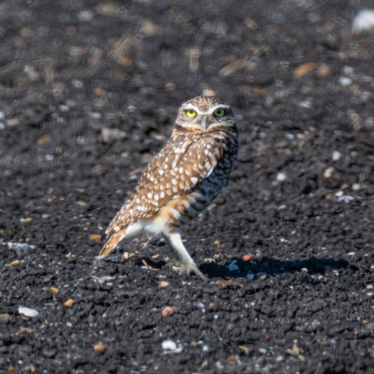 Burrowing Owl - ML646602169