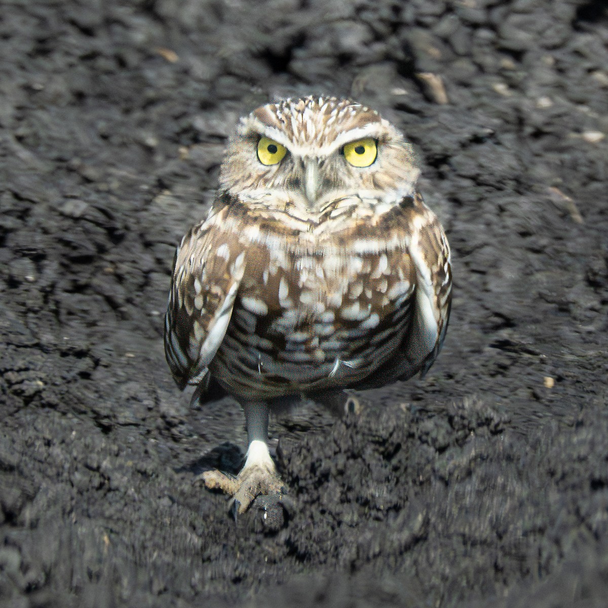 Burrowing Owl - ML646602170