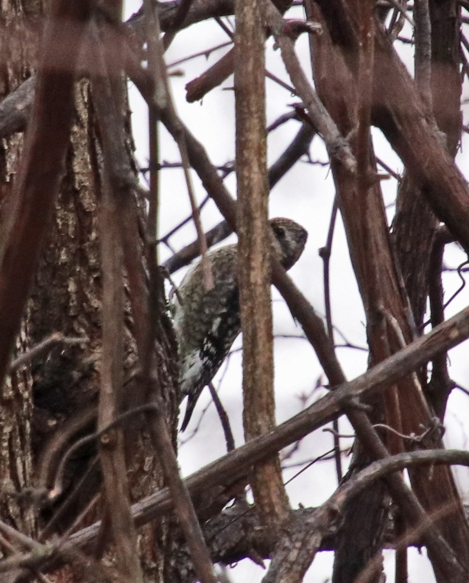 Желтобрюхий дятел-сокоед - ML646602173