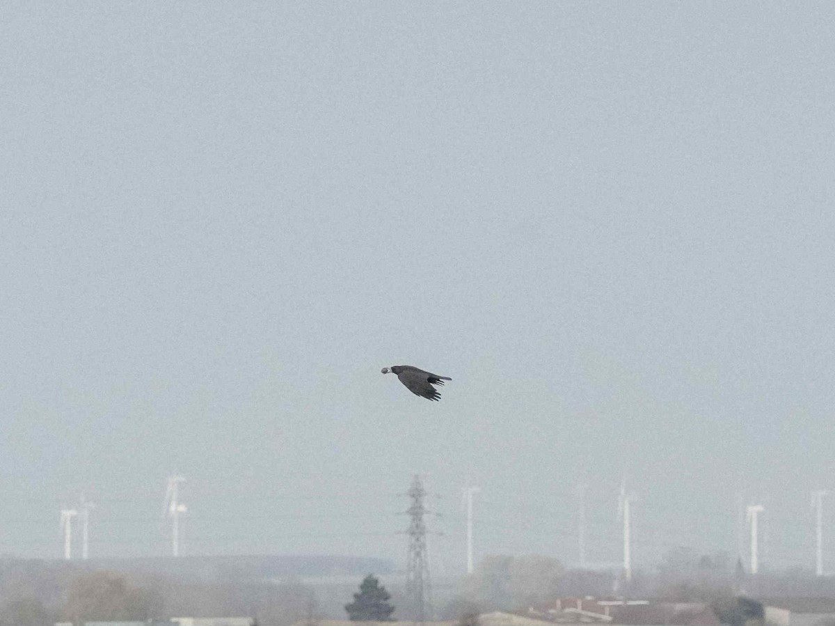 Ekin Kargası - ML646602174