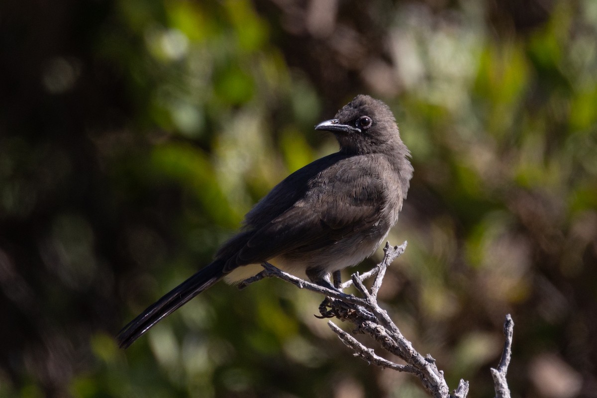 Cape Bulbul - ML646602176