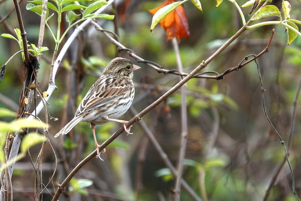 Savannah Sparrow - ML646602177