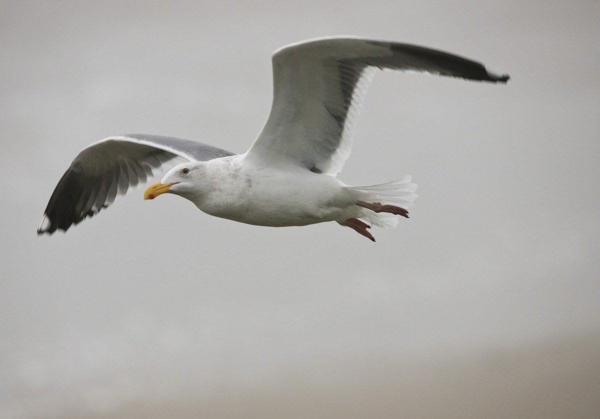 Western Gull - ML646602178
