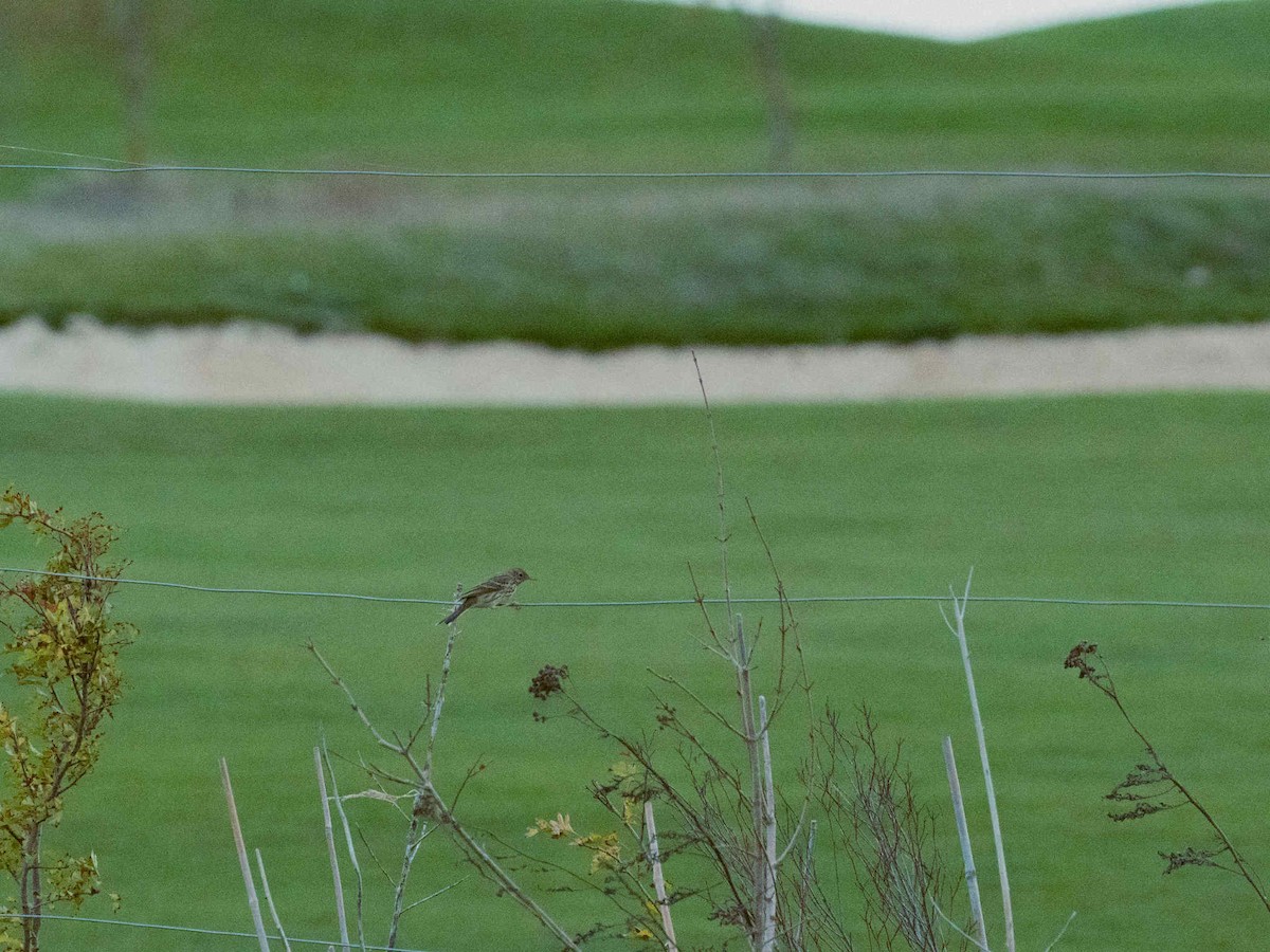 Meadow Pipit - ML646602180