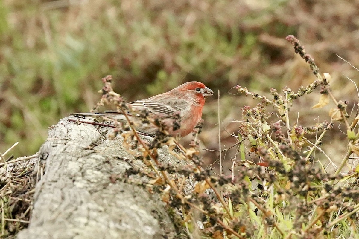 House Finch - ML646602181