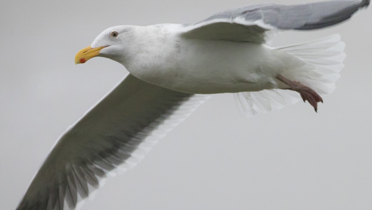 Western Gull - ML646602182