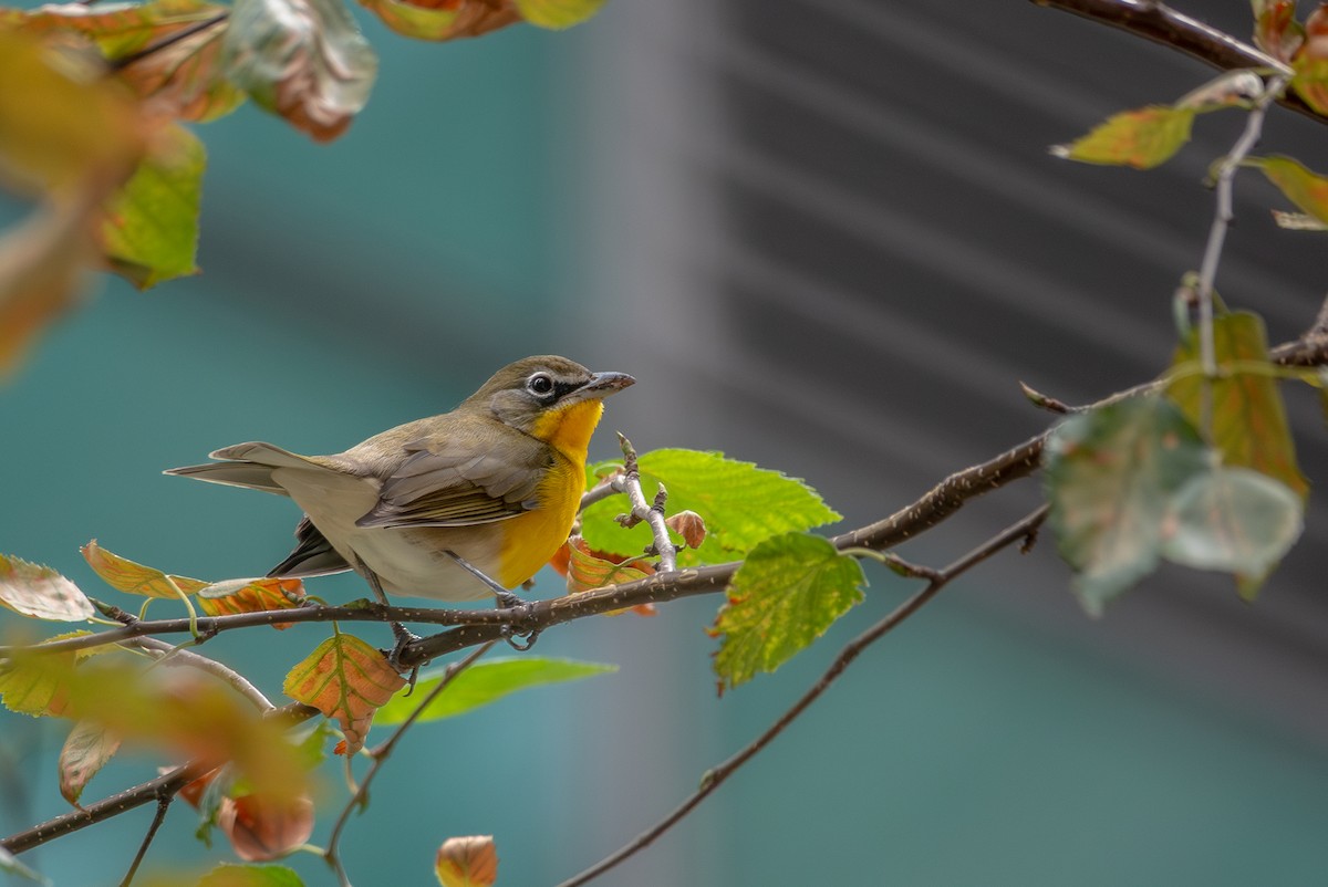 Yellow-breasted Chat - ML646602185