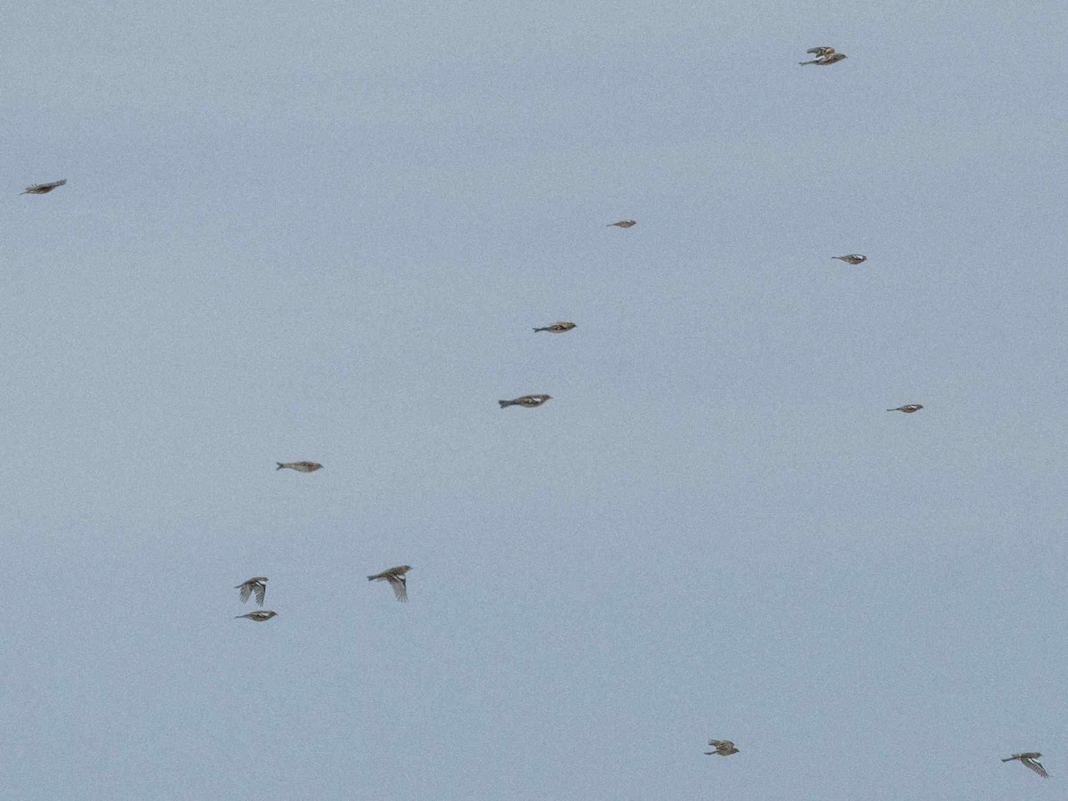 Common Chaffinch - ML646602187