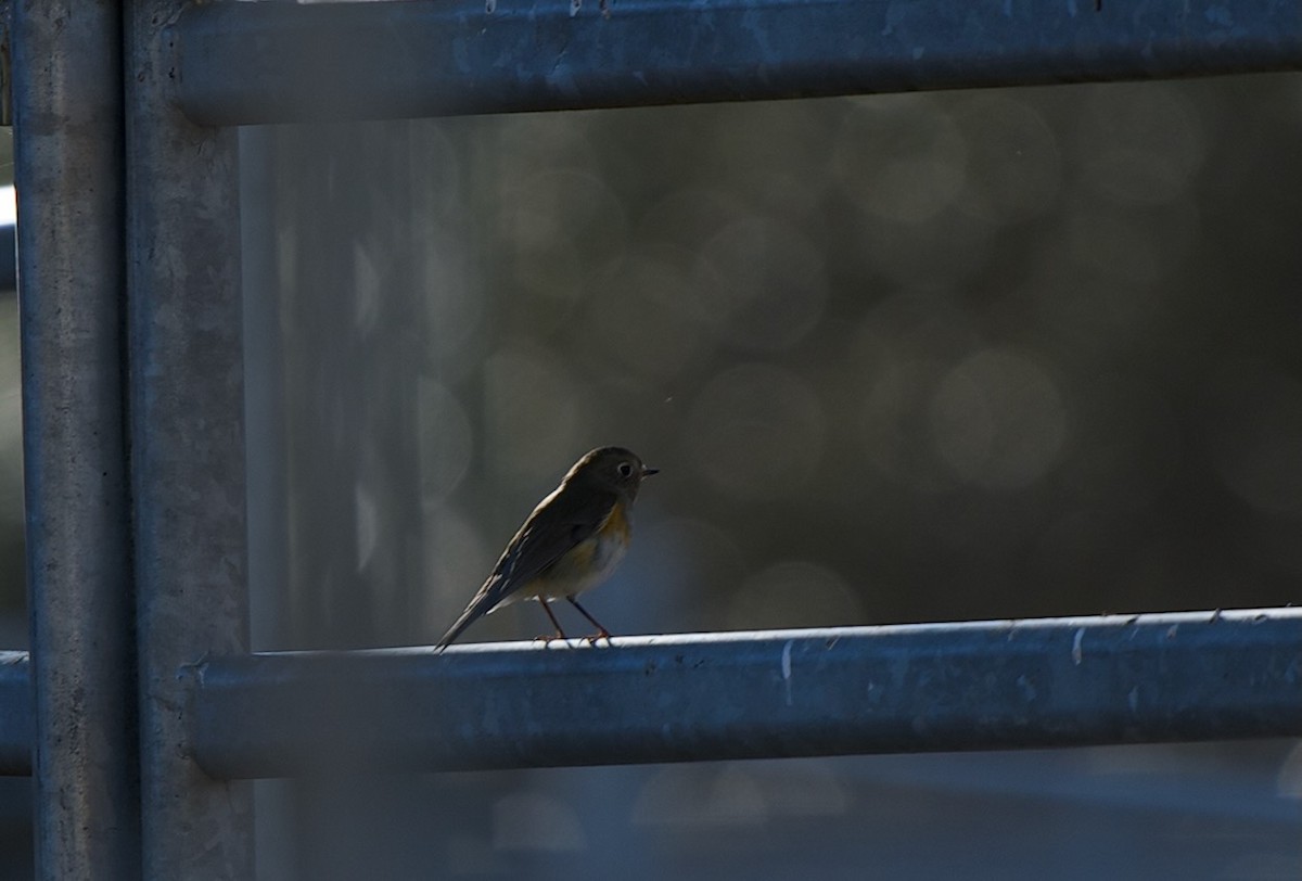 Ruiseñor Coliazul - ML646602188