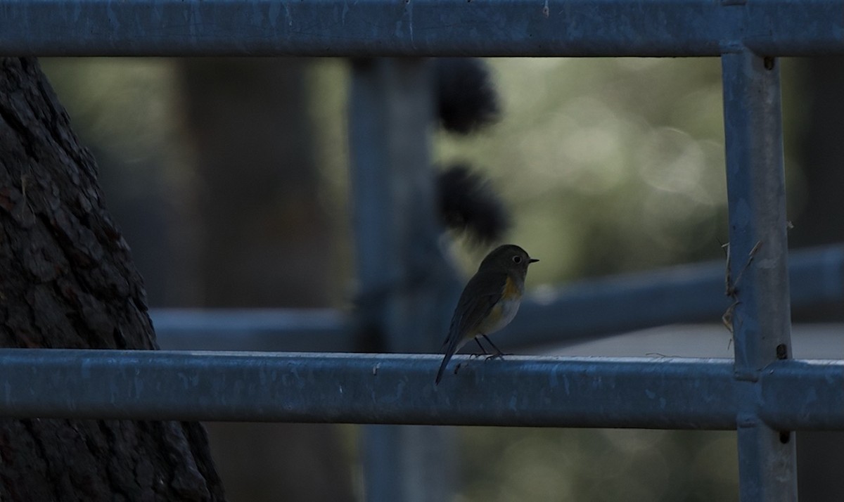 Ruiseñor Coliazul - ML646602189