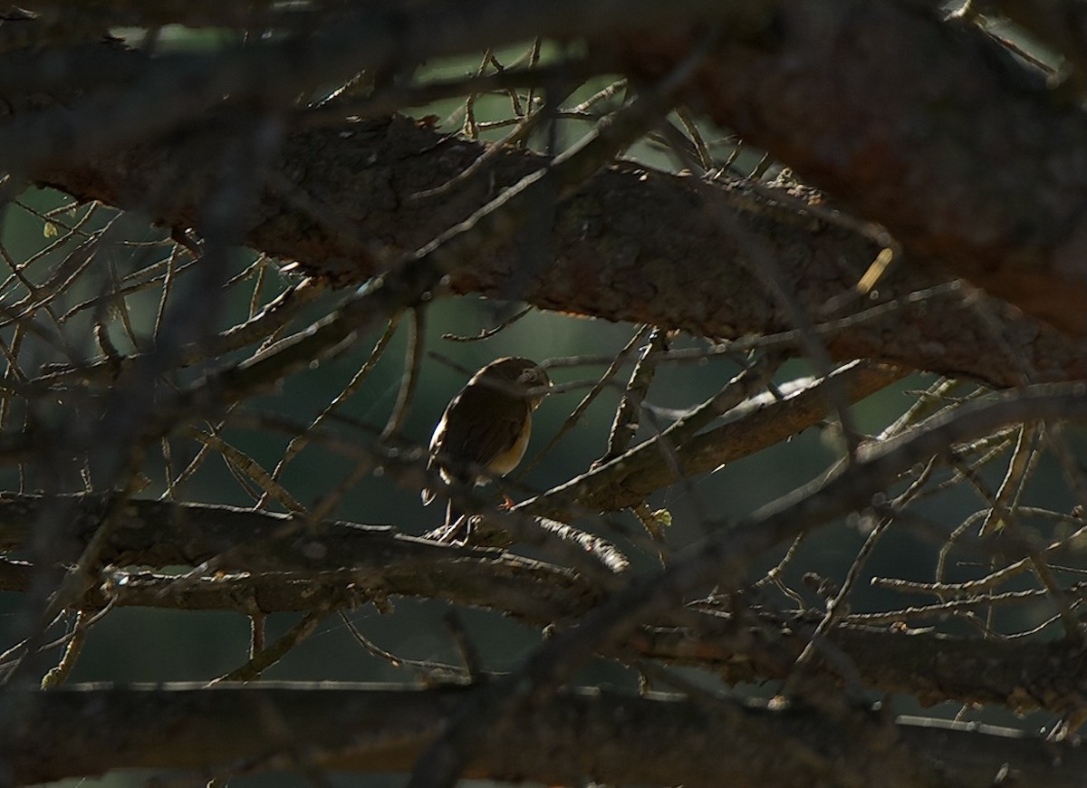 Ruiseñor Coliazul - ML646602190