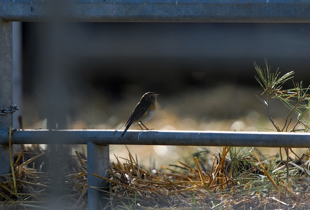 Ruiseñor Coliazul - ML646602191