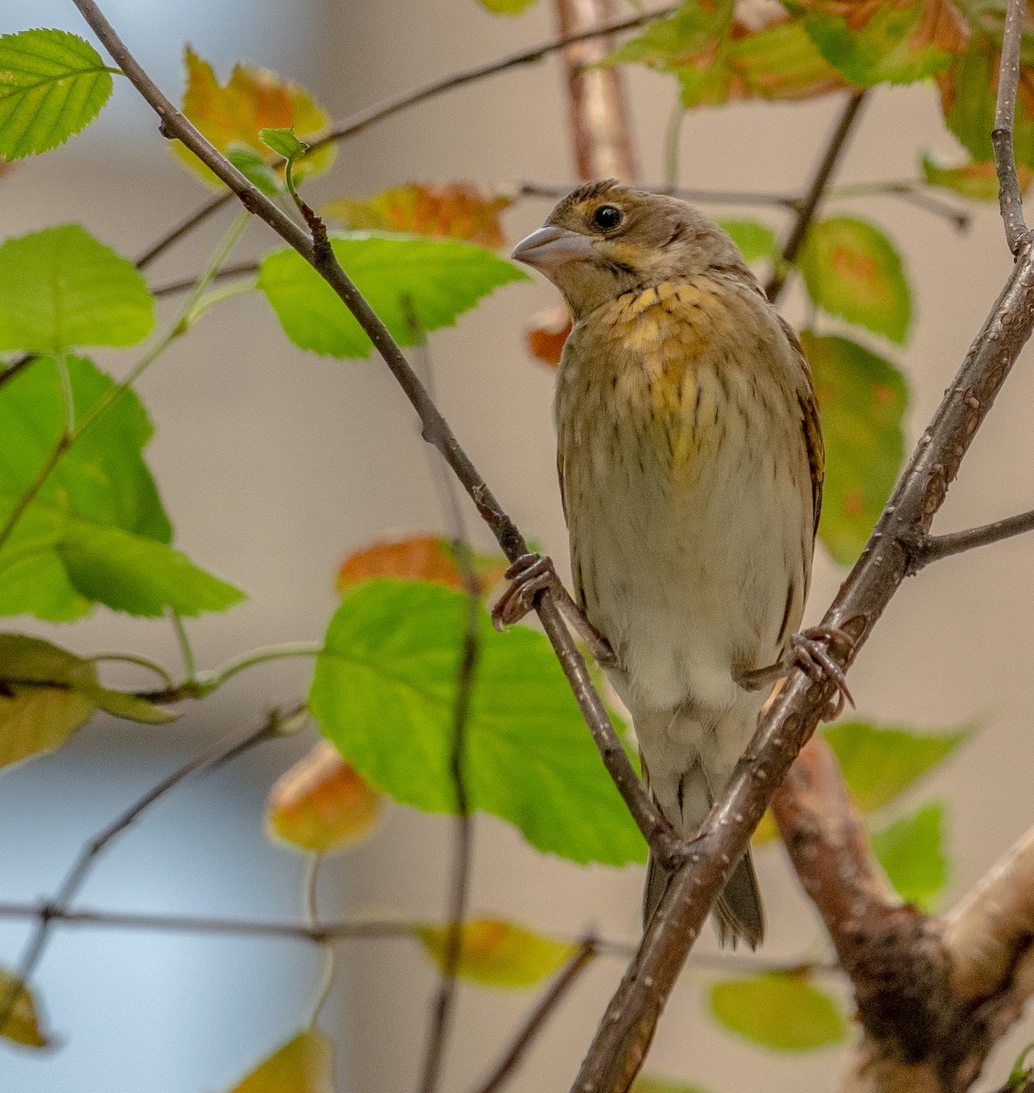 Dickcissel - ML646602197