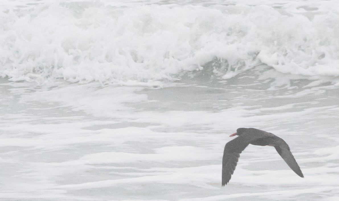 Black Oystercatcher - ML646602200