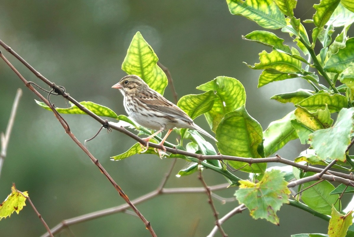 Savannah Sparrow - ML646602203