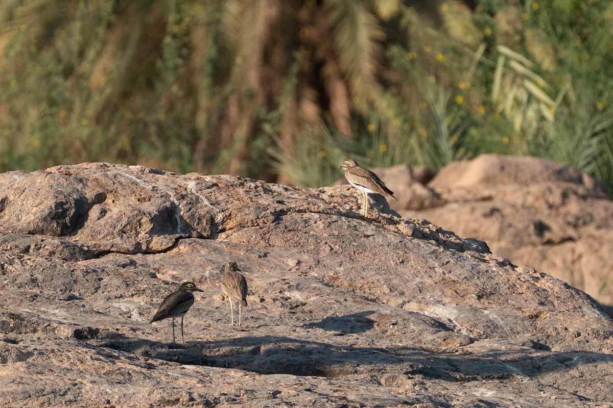 Лежень річковий - ML646602205