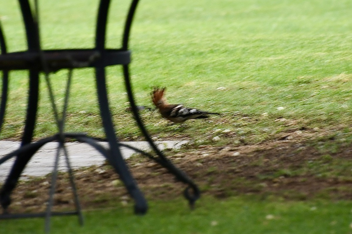 Common Hoopoe (African) - ML646602206