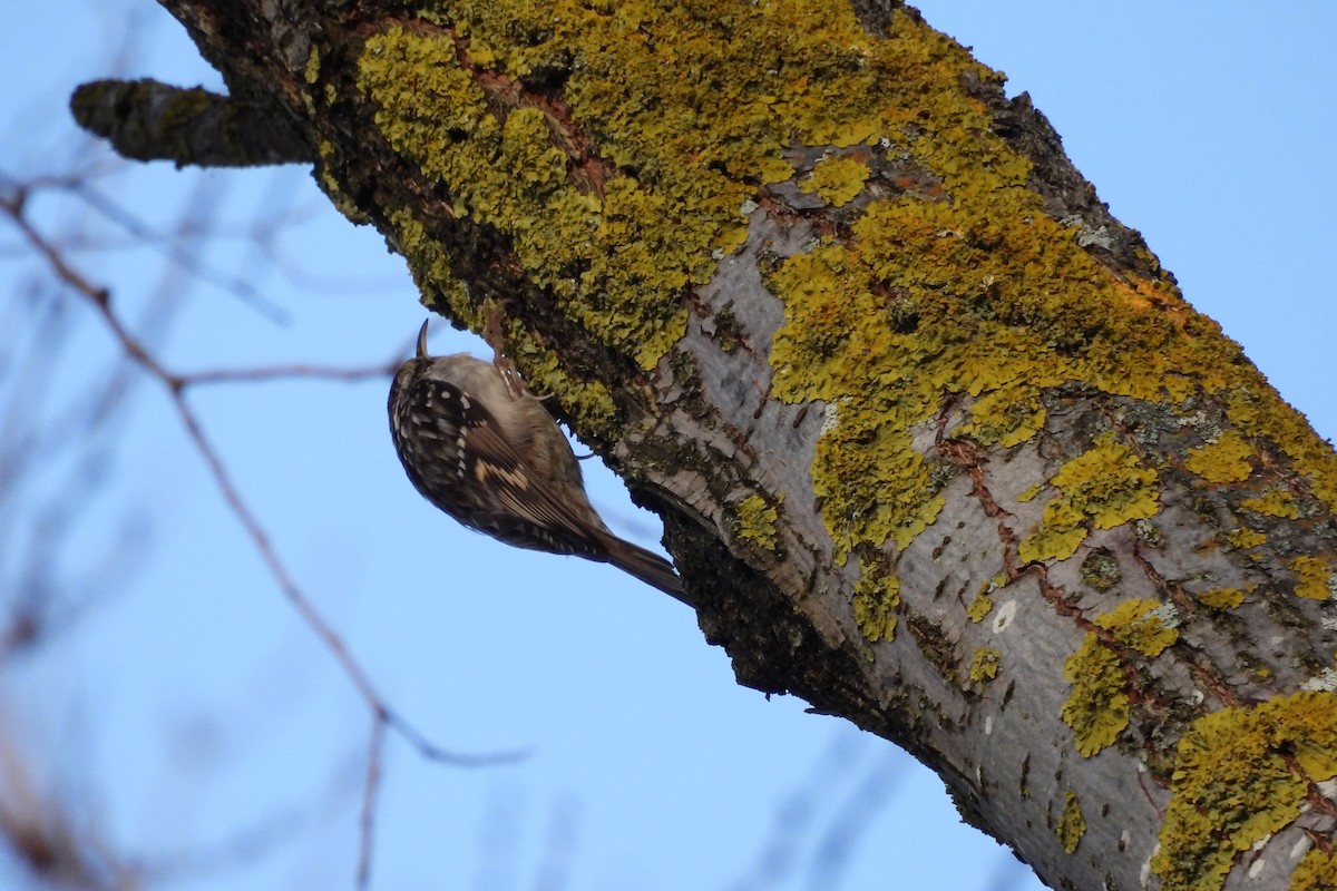 タンシキバシリ - ML646602207
