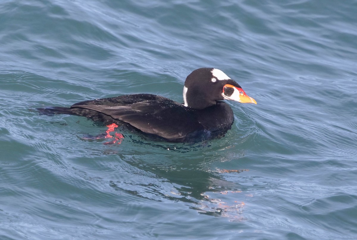 Surf Scoter - ML646602210