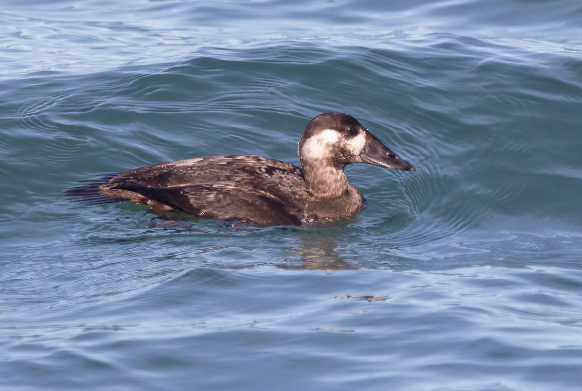 Surf Scoter - ML646602211