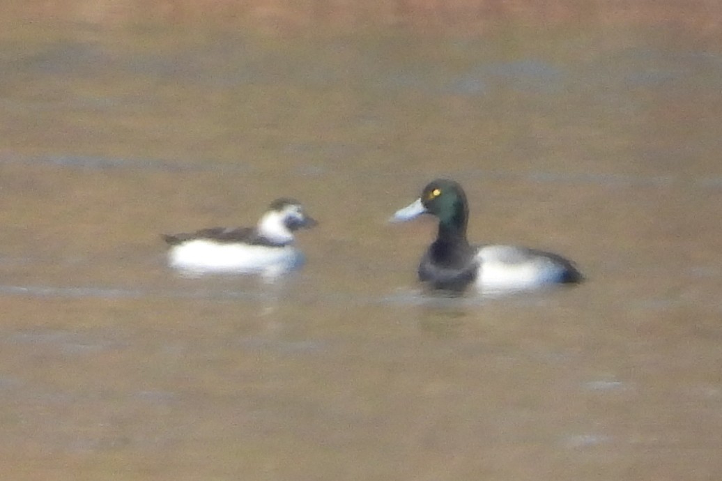 Long-tailed Duck - ML646602213