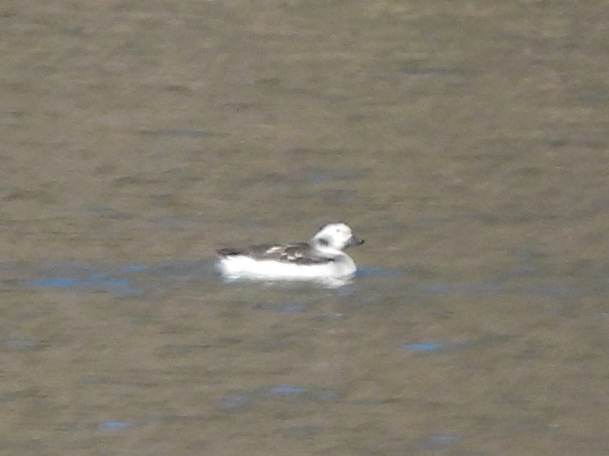 Long-tailed Duck - ML646602214