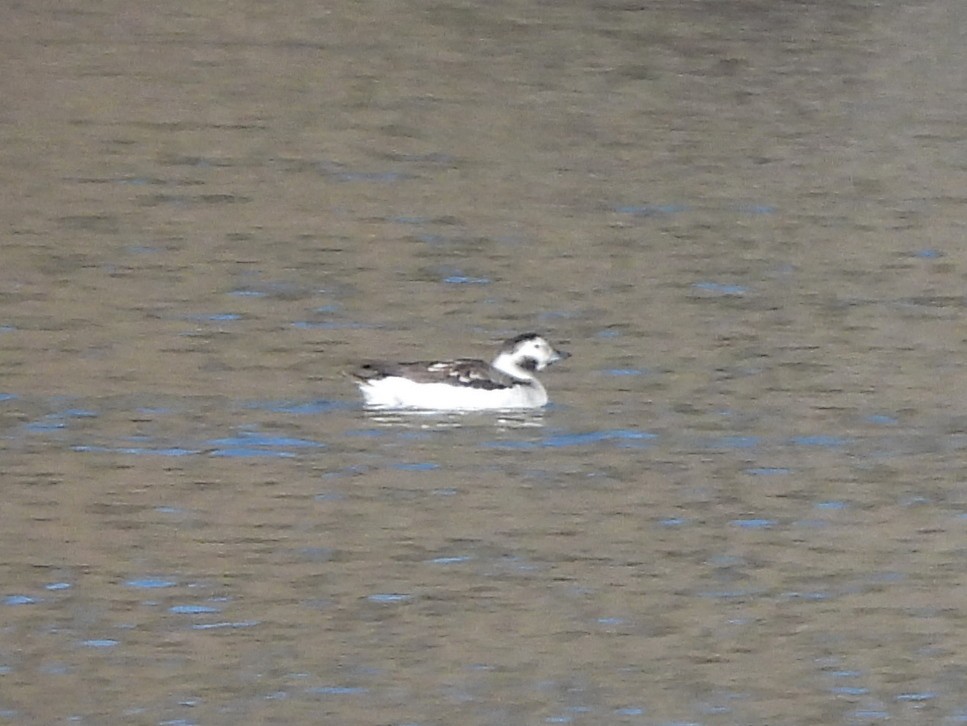 Long-tailed Duck - ML646602215