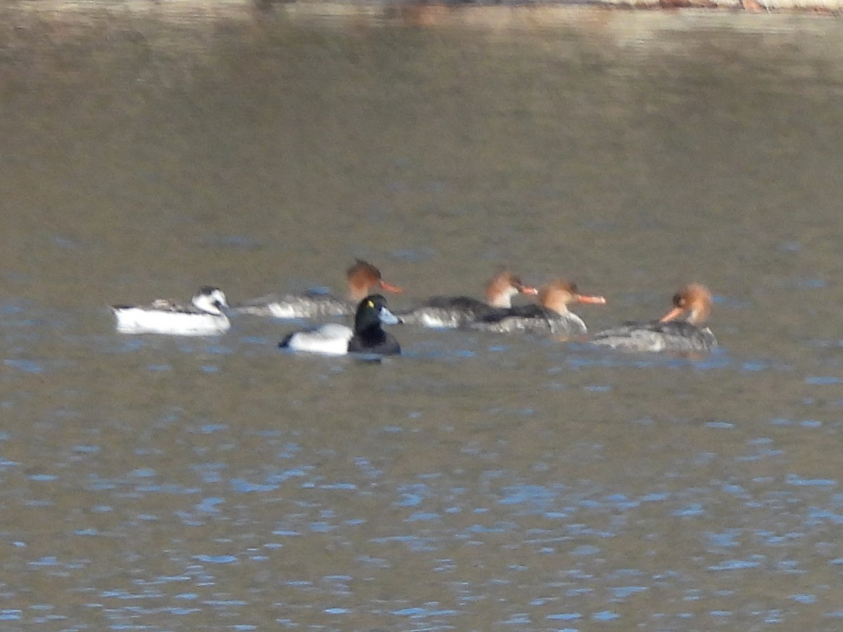 Long-tailed Duck - ML646602216