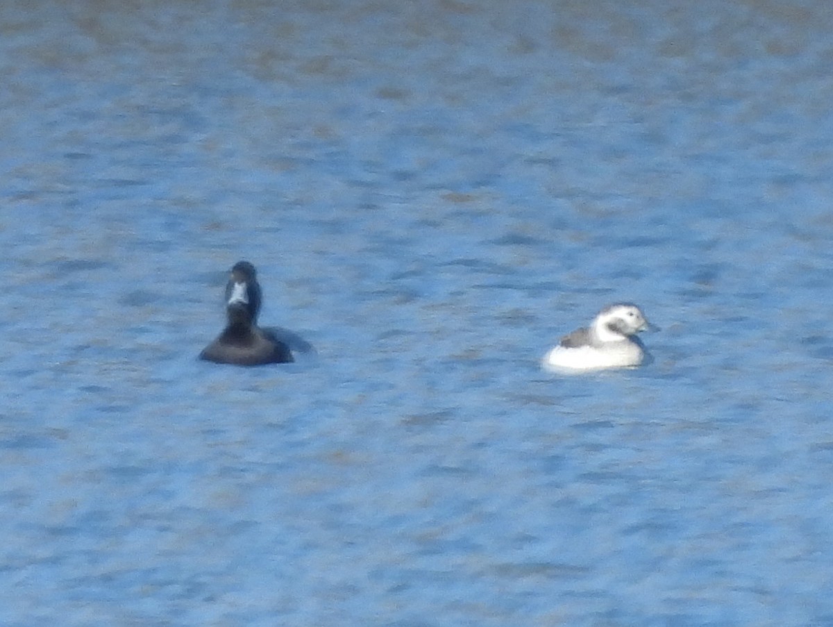 Long-tailed Duck - ML646602217