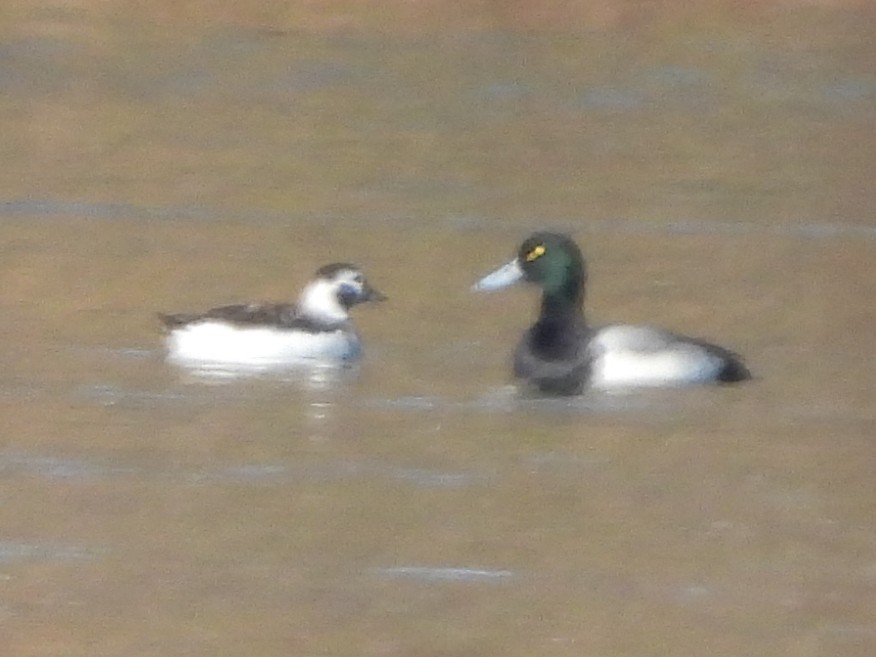 Long-tailed Duck - ML646602218