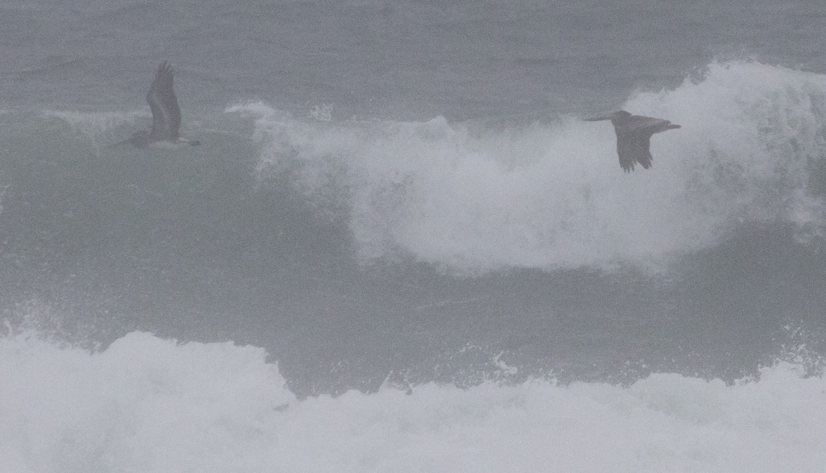 Brown Pelican - ML646602219